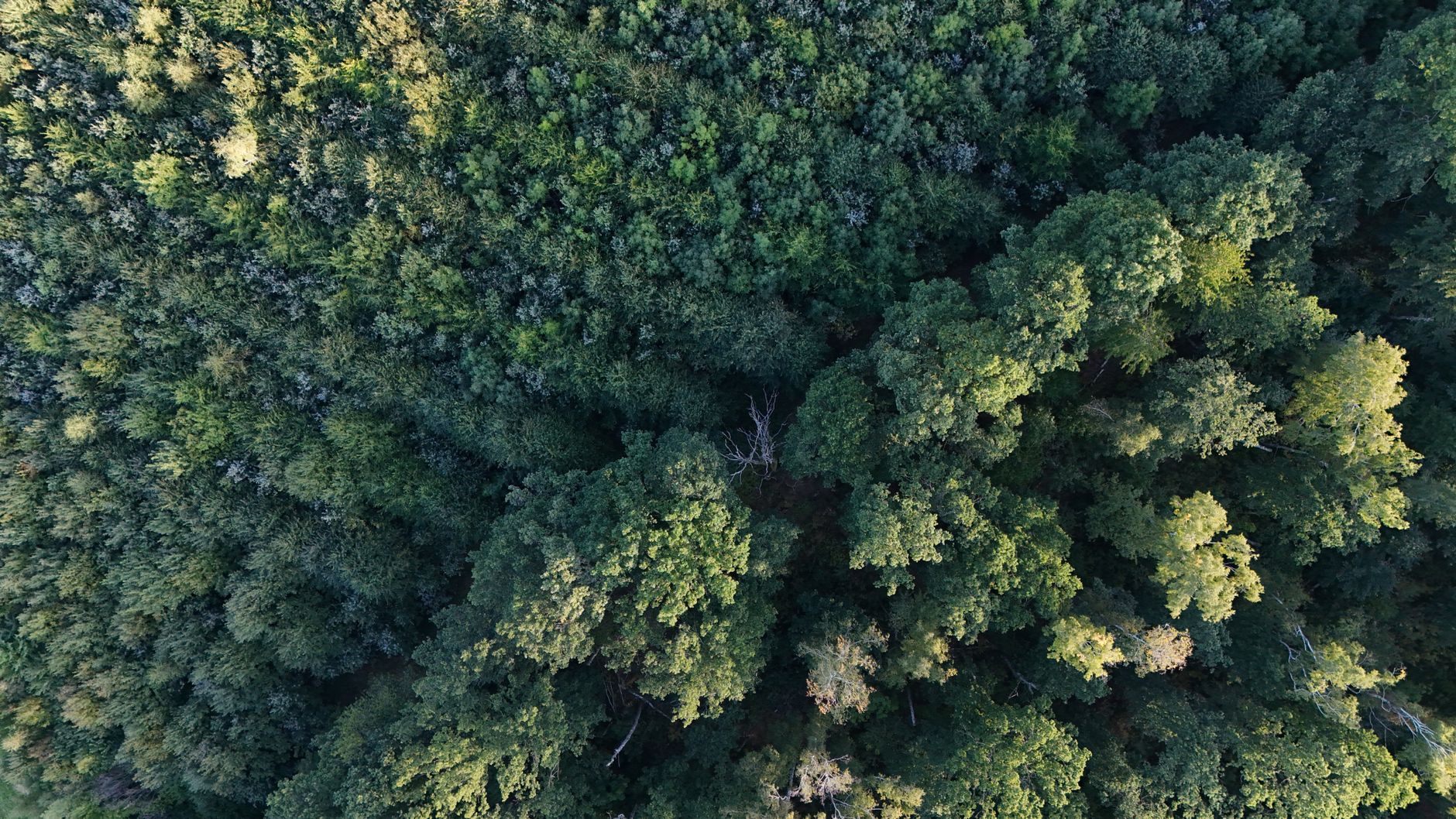 Land investment opportunities in Zekeriyaköy, with forest landscape