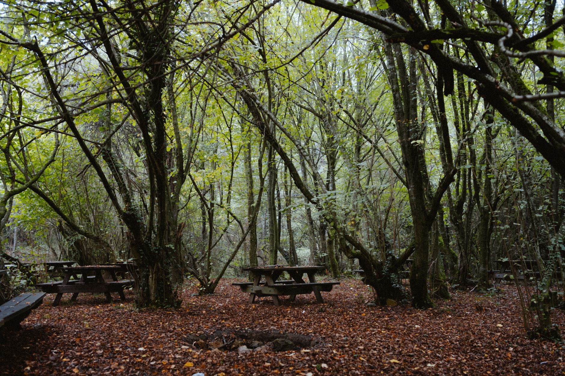 Children learning in a forest setting at a private school in Zekeriyaköy
