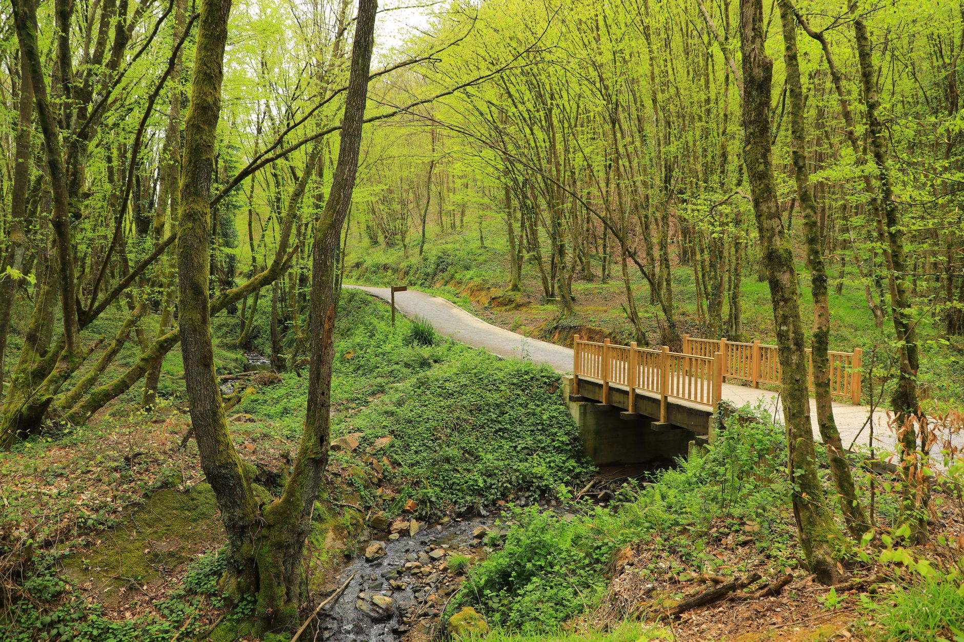 Uskumruköy parkında orman yürüyüşi ve doğa aktiviteleri Sarıyer İstanbul